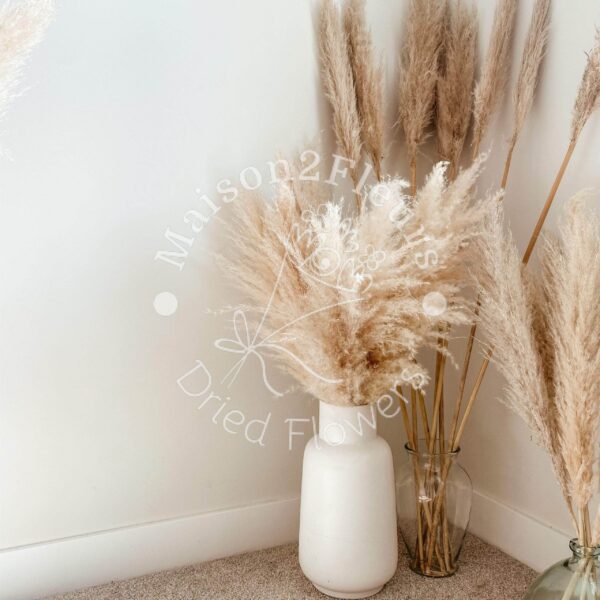 Pampas Grass Stem 80-100cm - Natural - Image 9