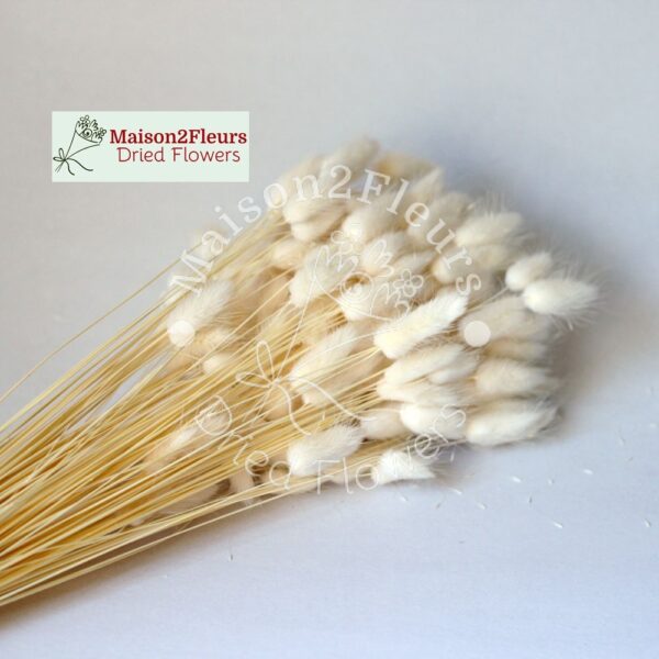 Lagurus Dried - Bleached - Image 2