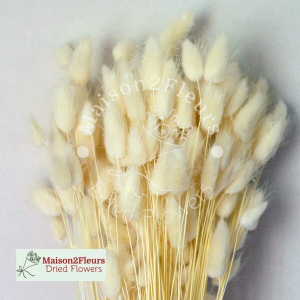 Lagurus Dried - Bleached