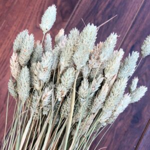 Phalaris Dried - Natural