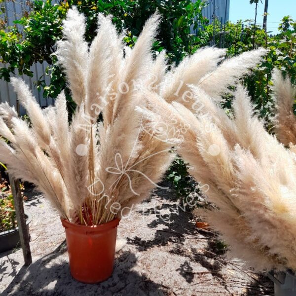 Pampas Grass Stem 80-100cm - Natural - Image 11