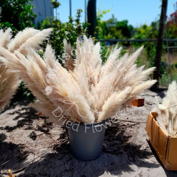 Pampas Grass Stem 80-100cm - Natural - Image 10