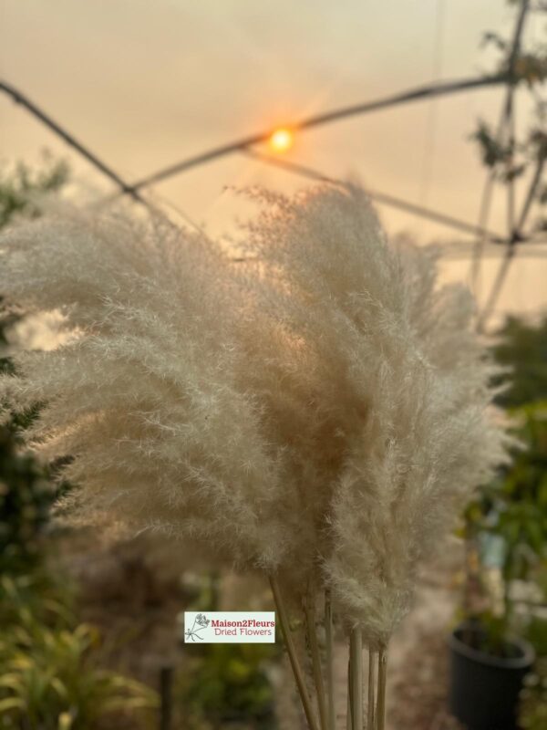 Pampas Grass Stem 80-100cm - Natural - Image 15