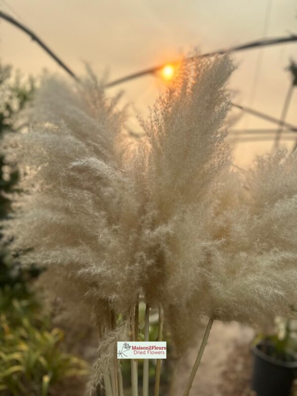 Pampas Grass Stem 80-100cm - Natural - Image 14