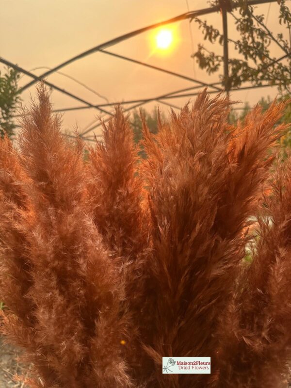 Pampas Grass Stem 80-100cm - Natural - Image 13