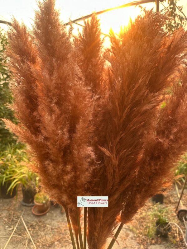 Pampas Grass Stem 80-100cm - Natural - Image 12