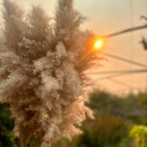 Pampas Grass Stem 80-100cm - Natural