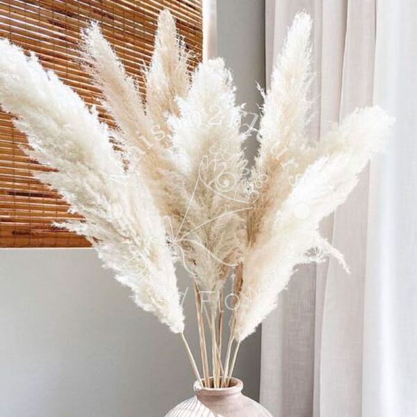 Pampas Grass Stem 80-100cm - Natural - Image 4
