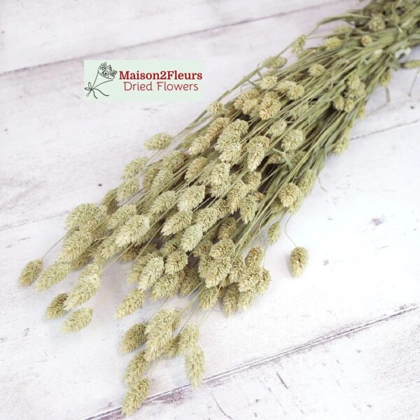 Phalaris Dried - Natural - Image 3