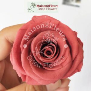 Preserved Rose Heads 5-6cm - per Unit - Premium Quality - ANTIQUE PINK