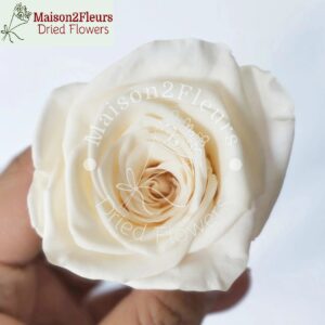 Preserved Rose Heads 5-6cm -Premium Quality - per Unit  - CREME