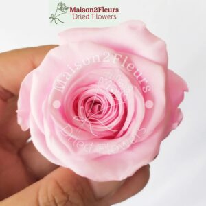 Preserved Rose Heads 2-3cm - 21pcs/box  - BRIGTH PINK
