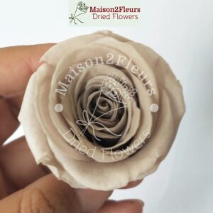 Preserved Rose Heads 5-6cm -Premium Quality - per Unit  - CAQUI