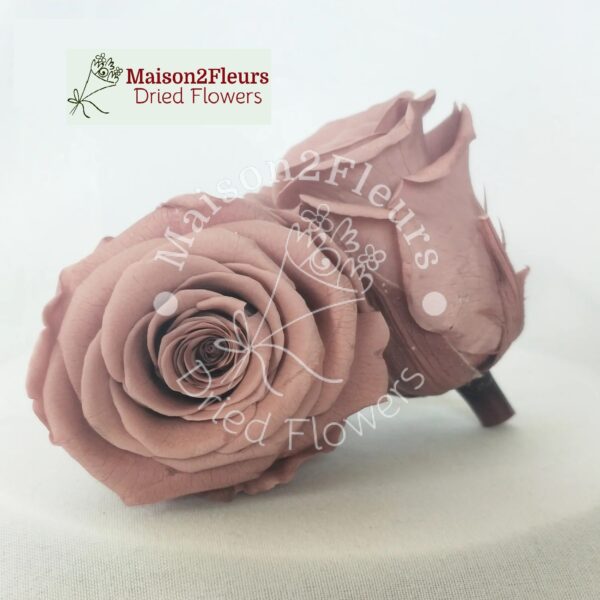Preserved Rose Heads 2-3cm - 21pcs/box  - CARAMEL