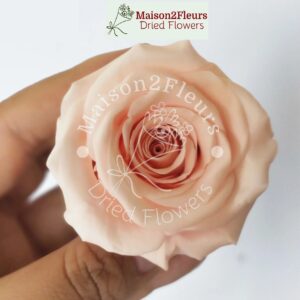 Preserved Rose Heads 2-3cm - 21pcs/box  - CHAMPAGNE