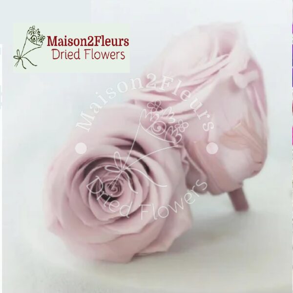 Preserved Rose Heads 5-6cm - per Unit - Premium Quality - COLD PINK