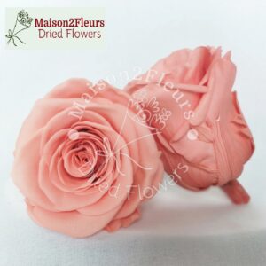 Preserved Rose Heads 5-6cm - per Unit - Premium Quality - DEEP PEACH