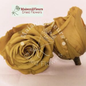 Preserved Rose Heads 2-3cm - 21pcs/box  - GINGER