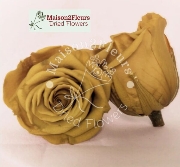 Preserved Rose Heads 2-3cm - per unit  - GINGER
