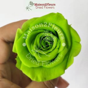 Preserved Rose Heads 2-3cm - per unit  - APPLE GREEN