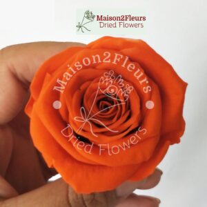 Preserved Rose Heads 5-6cm - per Unit - Premium Quality  - ORANGE