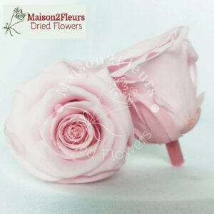 Preserved Rose Heads 2-3cm - 21pcs/box  - PALE PINK