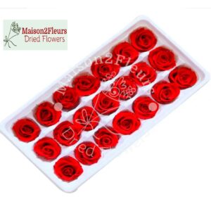 Rose 2-3cm
