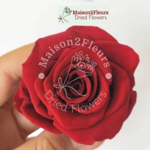 Preserved Rose Heads 5-6cm -Premium Quality - per Unit  - RED