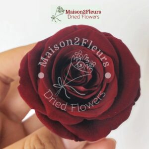Preserved Rose Heads 5-6cm - per Unit - Premium Quality - WINE RED