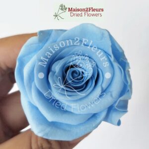 Preserved Rose Heads 5-6cm - per Unit - Premium Quality - SKY BLUE