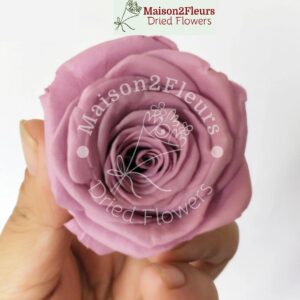 Preserved Rose Heads 5-6cm - per Unit - Premium Quality - TARO PURPLE
