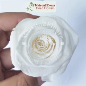 Preserved Rose Heads 5-6cm - Premium Quality - 6pcs/box  - WHITE