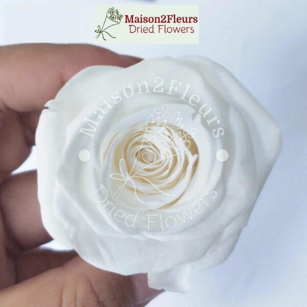 Preserved Rose Heads 5-6cm - Premium Quality - 6pcs/box  - WHITE