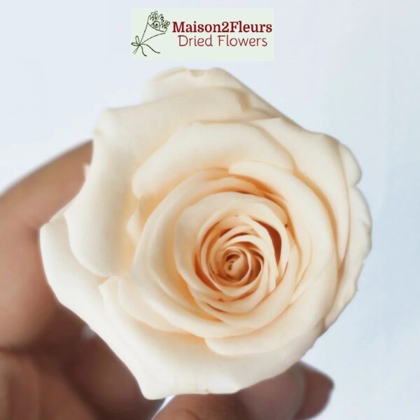 Preserved Rose Heads 5-6cm - Premium Quality - per Unit  - CHAMPAGNE