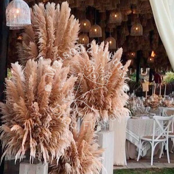 Pampas Grass Stem 80-100cm - Natural - Image 2