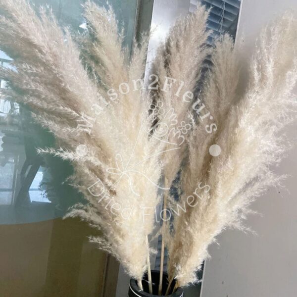 Pampas Grass Stem 80-100cm - Natural - Image 3