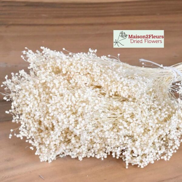 Broom Bloom Dried 100Gr - BLEACHED - Image 2
