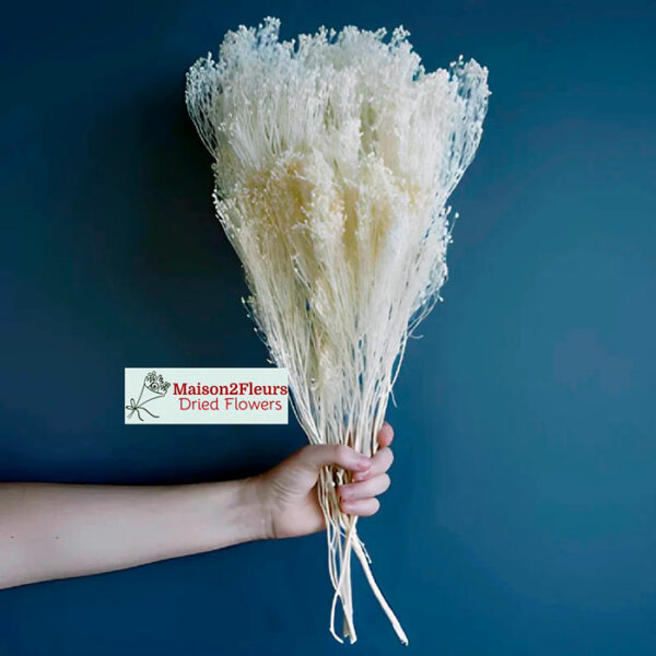 Broom Bloom Dried 100Gr - BLEACHED - Image 4