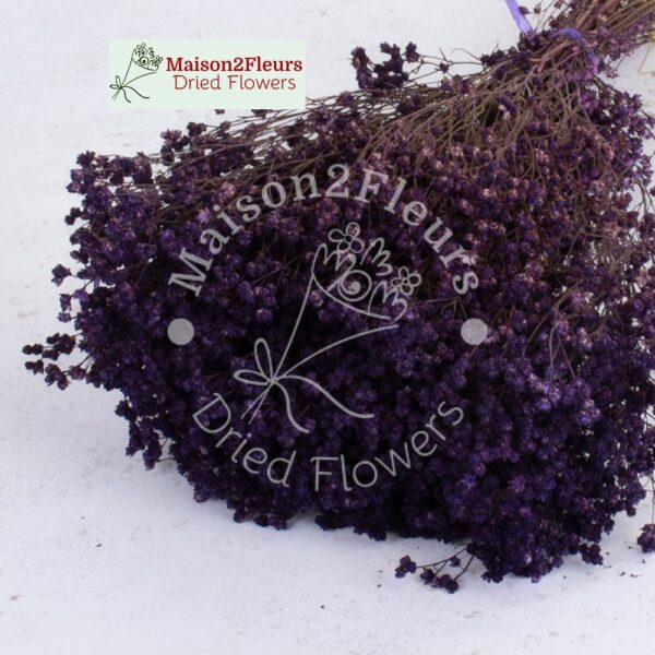 Broom Bloom Dried 100Gr - PURPLE