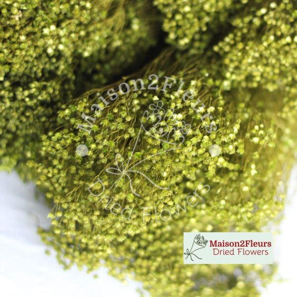 Broom Bloom Dried 100Gr - GREEN SALVIA