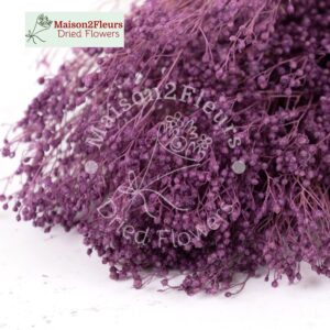Broom Bloom Dried 100Gr - LILAC