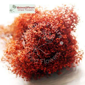 Broom Bloom Dried 100Gr - TERRACOTA