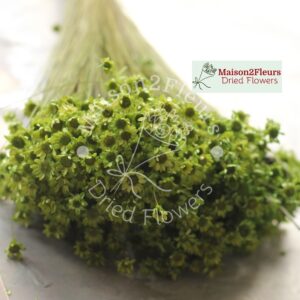 Glixia Dried 50Gr – GREEN MOSS
