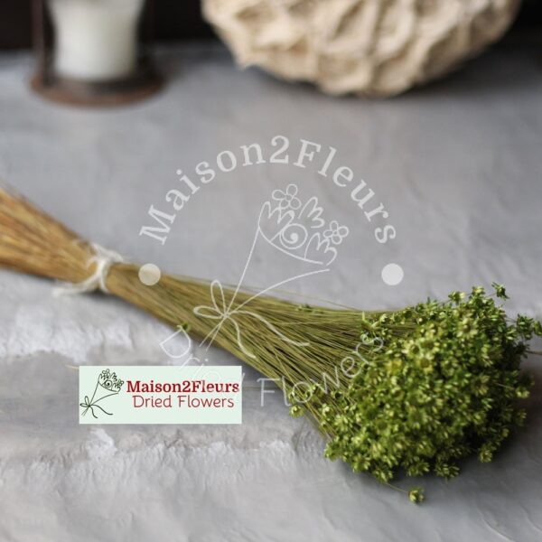 Glixia Dried 50Gr – GREEN MOSS - Image 2