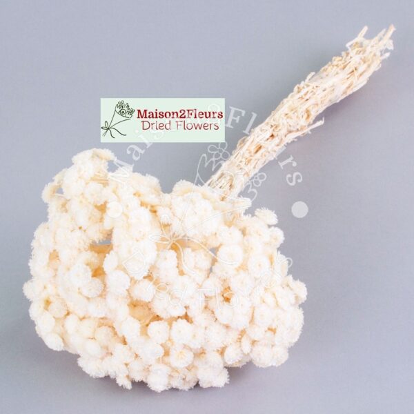 Helichrysum Immortelle 30cm - Blanc – Image 2