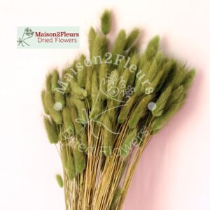 Lagurus Dried 100Gr - GREEN SALVIA