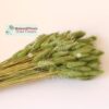 Lagurus séché 100 g - VERTE SAUGE – Image 2