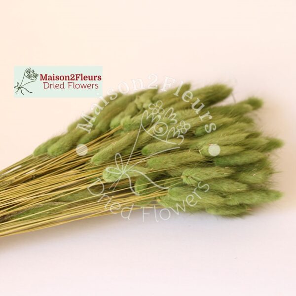 Lagurus Dried 100Gr - GREEN SALVIA - Image 2