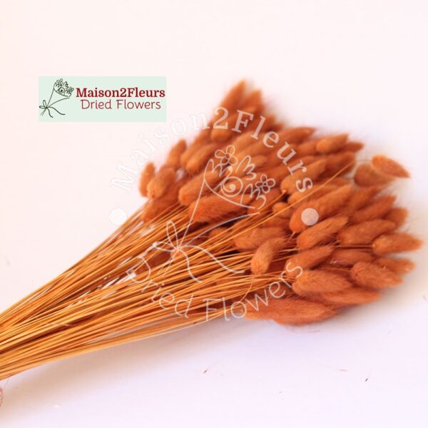 Lagurus Dried 100Gr - TERRACOTA - Image 2