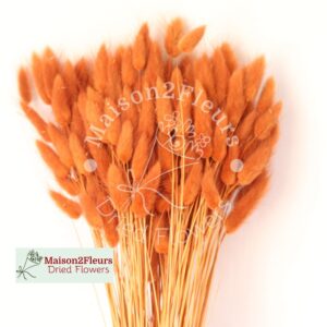 Lagurus Dried 100Gr - TERRACOTA